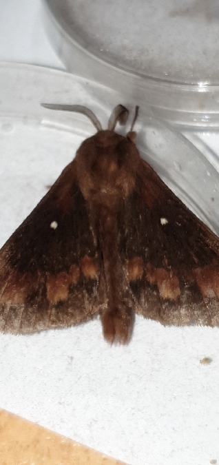 Bombyx du Pin  - Melchior Viallet
