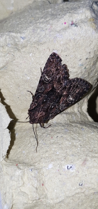 Mniotype adusta  - Melchior Viallet