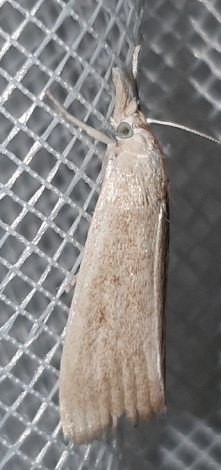 Calamotropha paludella  - Melchior Viallet