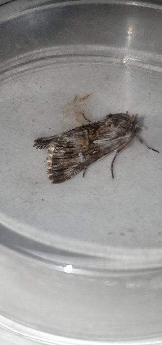Calophasia lunula  - Melchior Viallet