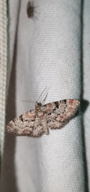 Eupithecia abietaria  - Melchior Viallet
