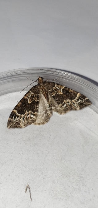 Ecliptopera silaceata  - Melchior Viallet