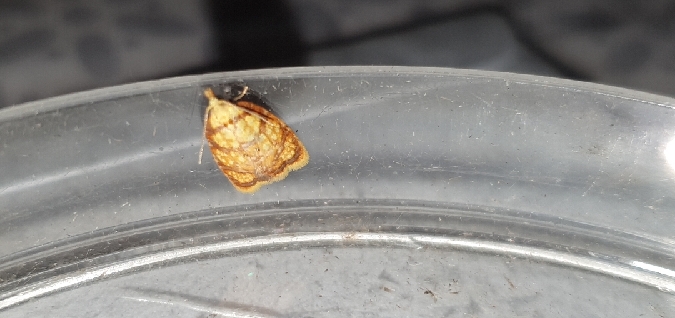 Acleris bergmanniana  - Melchior Viallet