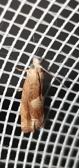 Eucosma conterminana  - Melchior Viallet