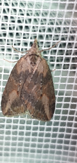 Chesias isabella  - Melchior Viallet