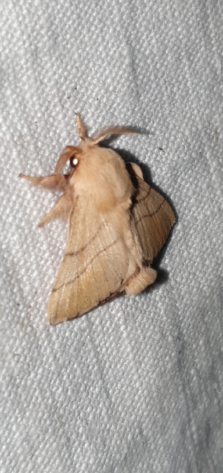Bombyx à livrée  - Melchior Viallet