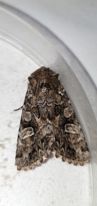 Hadena perplexa  - Melchior Viallet