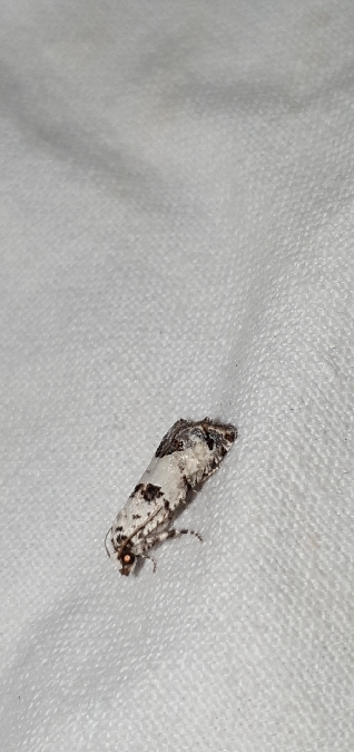 Eucosma campoliliana  - Melchior Viallet
