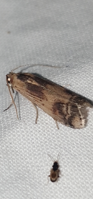 Euzophera osseatella  - Melchior Viallet