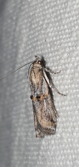 Pempelia genistella  - Melchior Viallet