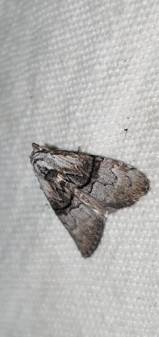 Meganola togatulalis  - Melchior Viallet