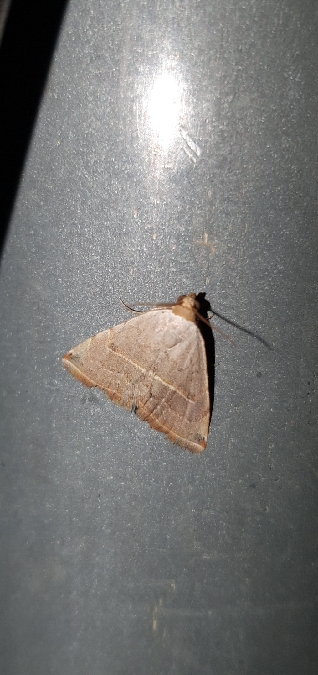 Glossodice polygramma  - Melchior Viallet