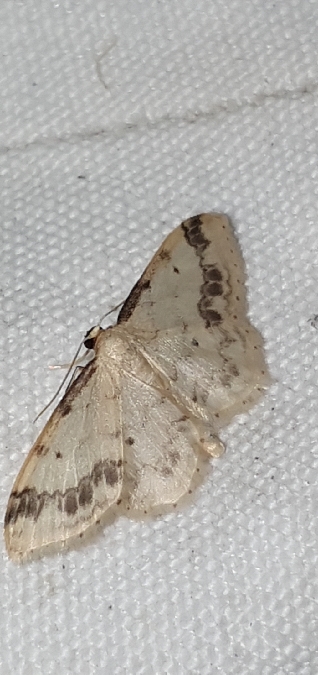 Idaea trigeminata  - Melchior Viallet