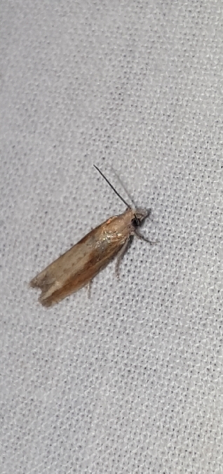 Eucosma obumbratana  - Melchior Viallet