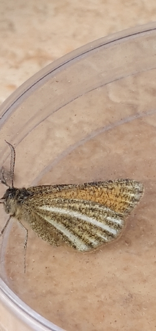 Isturgia limbaria  - Melchior Viallet