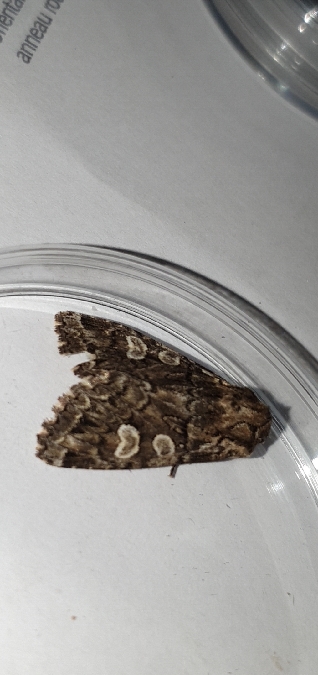 Pachetra sagittigera  - Melchior Viallet