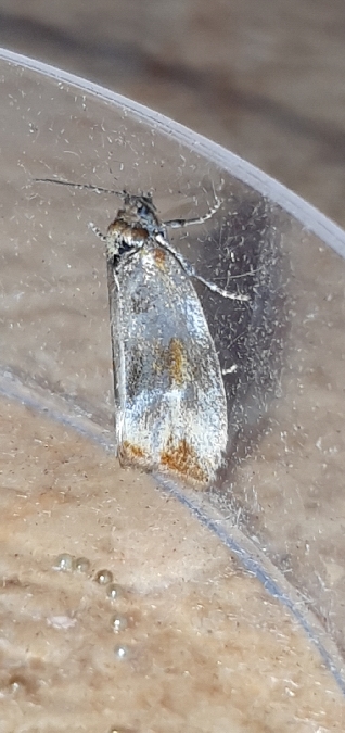 Eulia ministrana  - Melchior Viallet
