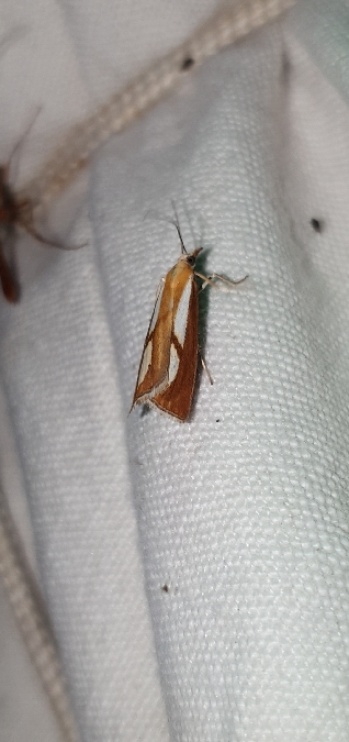 Catoptria conchella  - Melchior Viallet