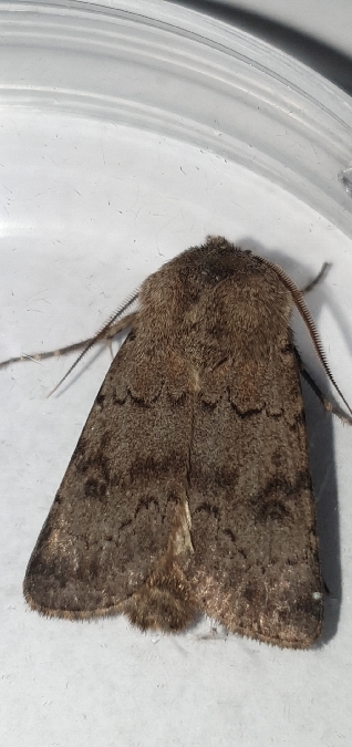 Agrotis cinerea  - Melchior Viallet
