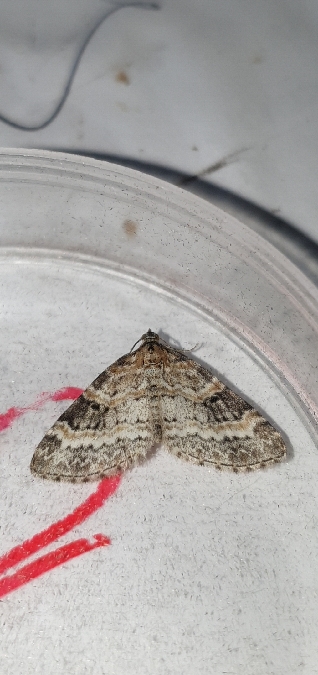 Pterapherapteryx sexalata  - Melchior Viallet