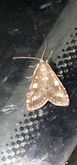 Udea olivalis  - Melchior Viallet