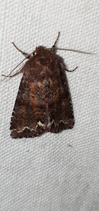 Ceramica pisi  - Melchior Viallet