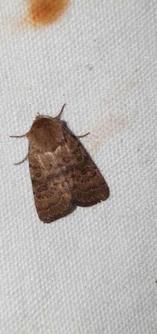 Hoplodrina octogenaria  - Melchior Viallet