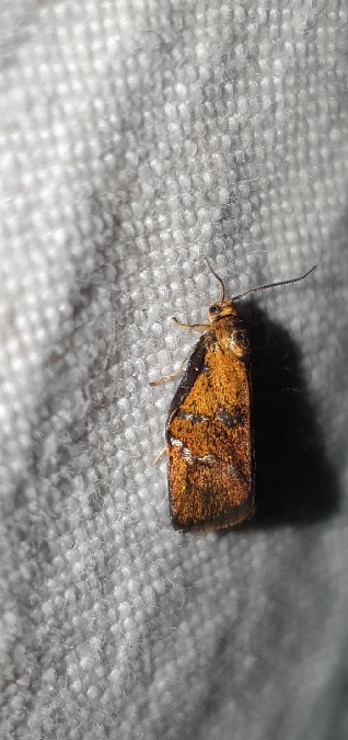 Ptycholoma lecheana  - Melchior Viallet