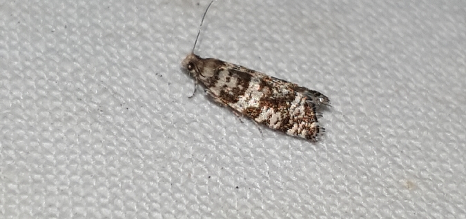 Epinotia tedella  - Melchior Viallet