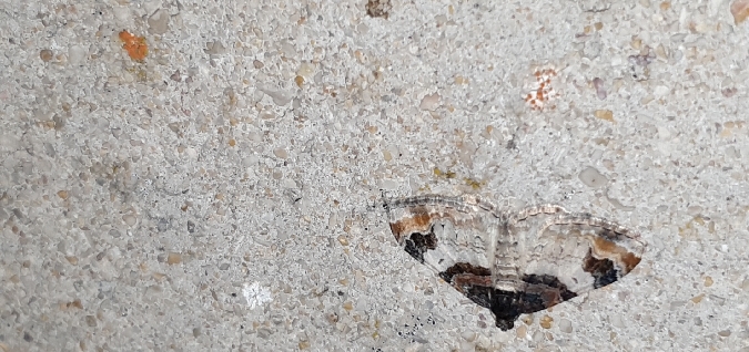 Catarhoe cuculata  - Melchior Viallet
