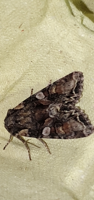 Hadula odontides  - Melchior Viallet