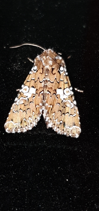Hadena albimacula  - Melchior Viallet