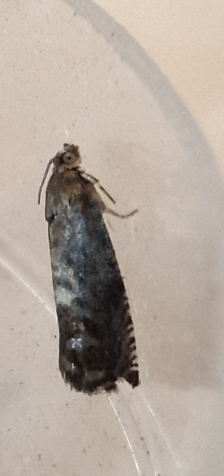 Grapholita sp.  - Melchior Viallet