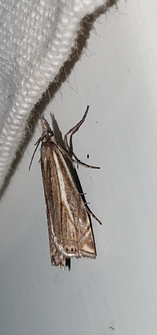 Crambus lathoniellus  - Melchior Viallet