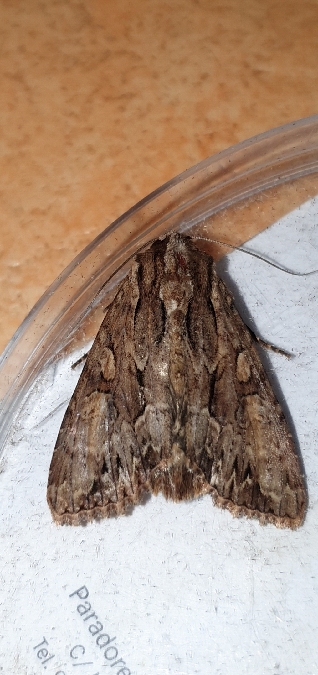Apamea monoglypha  - Melchior Viallet