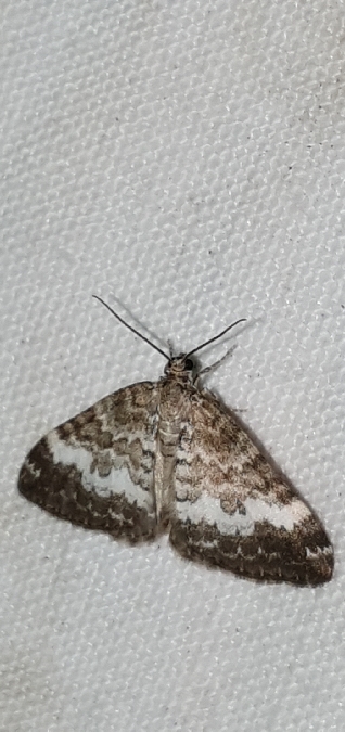 Perizoma affinitata  - Melchior Viallet