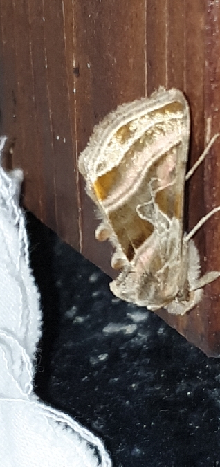 Euchalcia variabilis  - Melchior Viallet