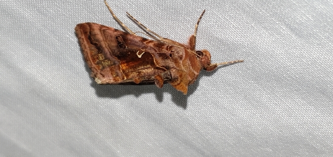 Autographa pulchrina  - Melchior Viallet