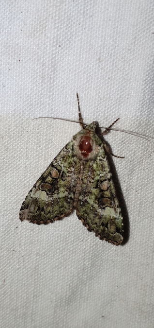 Anaplectoides prasina  - Melchior Viallet