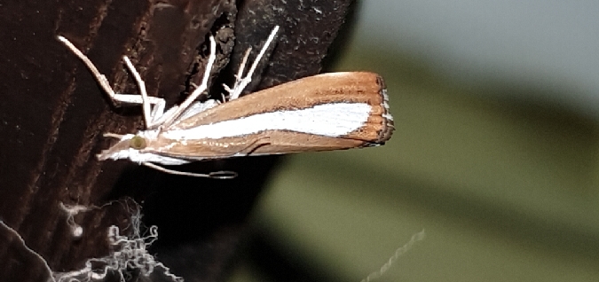 Catoptria pyramidellus  - Melchior Viallet