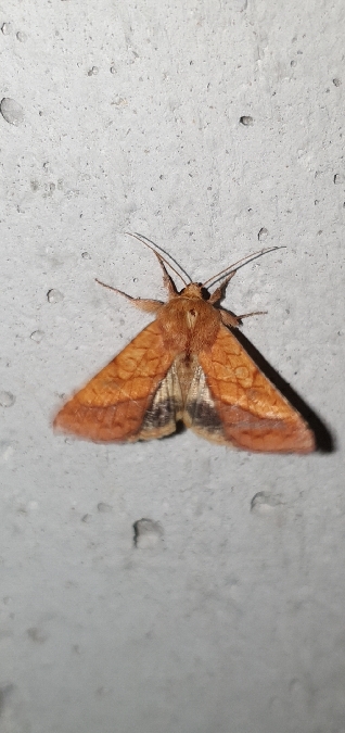 Pyrrhia umbra  - Melchior Viallet