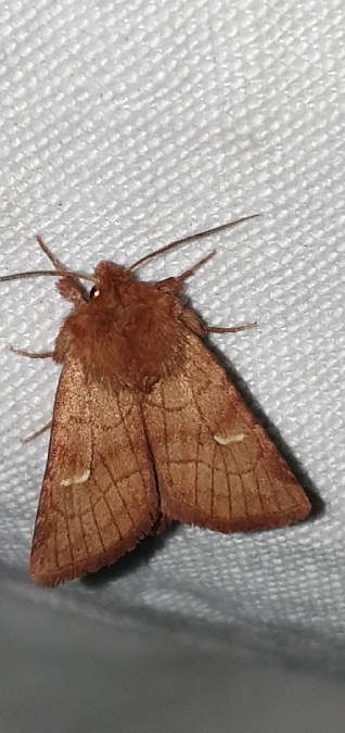 Lasionycta imbecilla  - Melchior Viallet