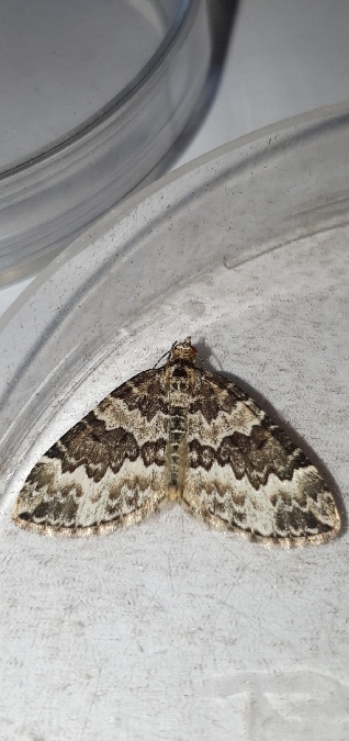 Electrophaes corylata  - Melchior Viallet