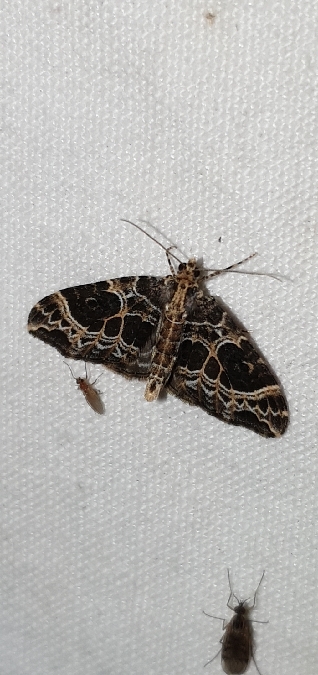 Ecliptopera silaceata  - Melchior Viallet