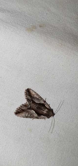 Calliergis ramosa  - Melchior Viallet