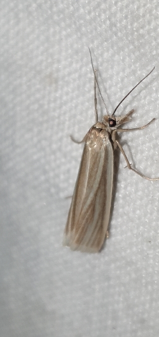 Crambus perlé  - Melchior Viallet