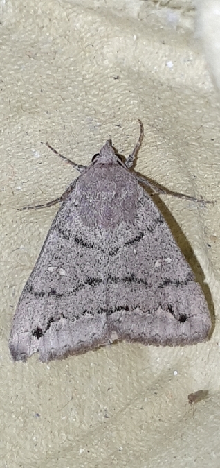 Clytie illunaris  - Melchior Viallet