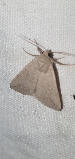 Clytie illunaris  - Melchior Viallet