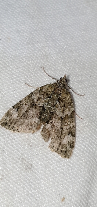 Chloroclysta miata  - Melchior Viallet
