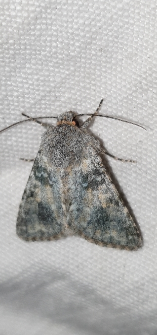 Hadena caesia  - Melchior Viallet